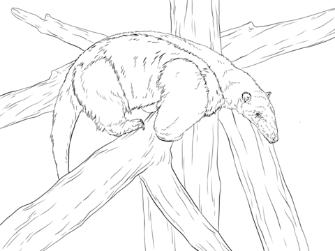 Southern Tamandua Coloring Page